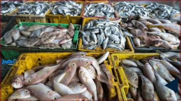 تراجع الأسعار.. انخفاض أسعار السمك في سوق العبور يعكس تحركات كبيرة في السوق